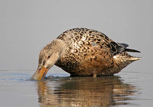 northern shovelers.fem.feed DSCN6989.jpg