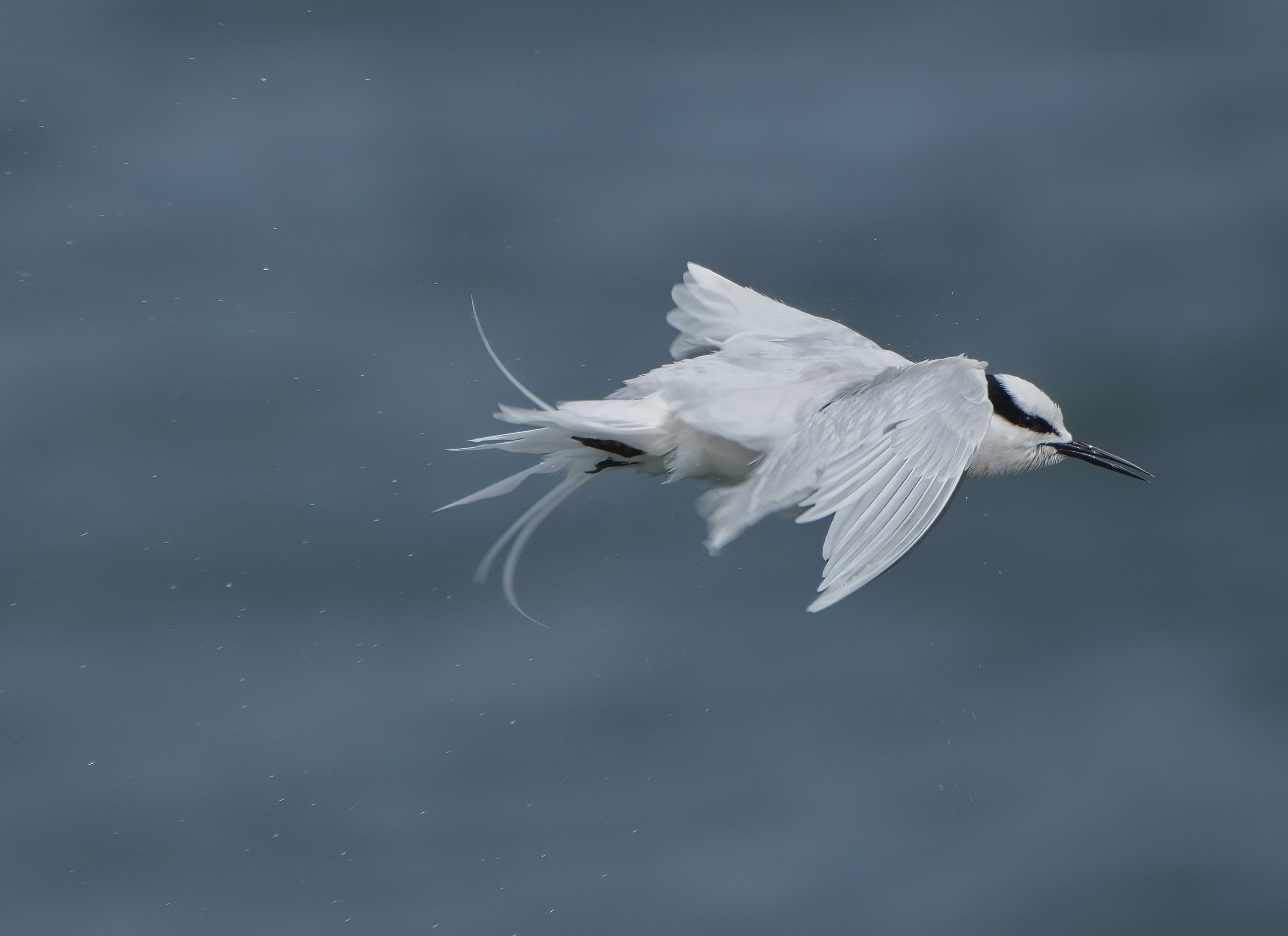 Black-naped Tern DSC05067 D.jpg