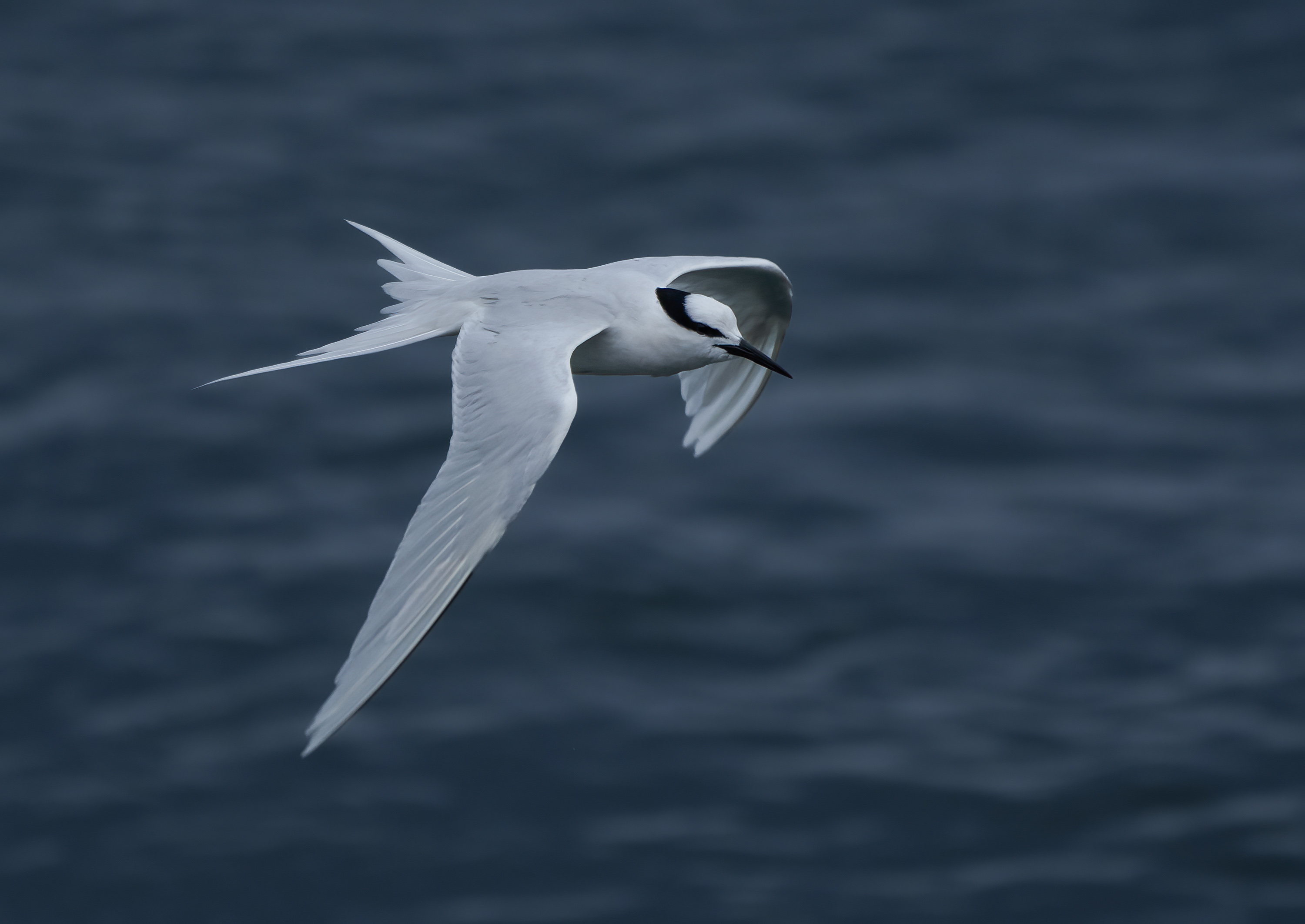 Black-naped Tern DSC09389 D.jpg