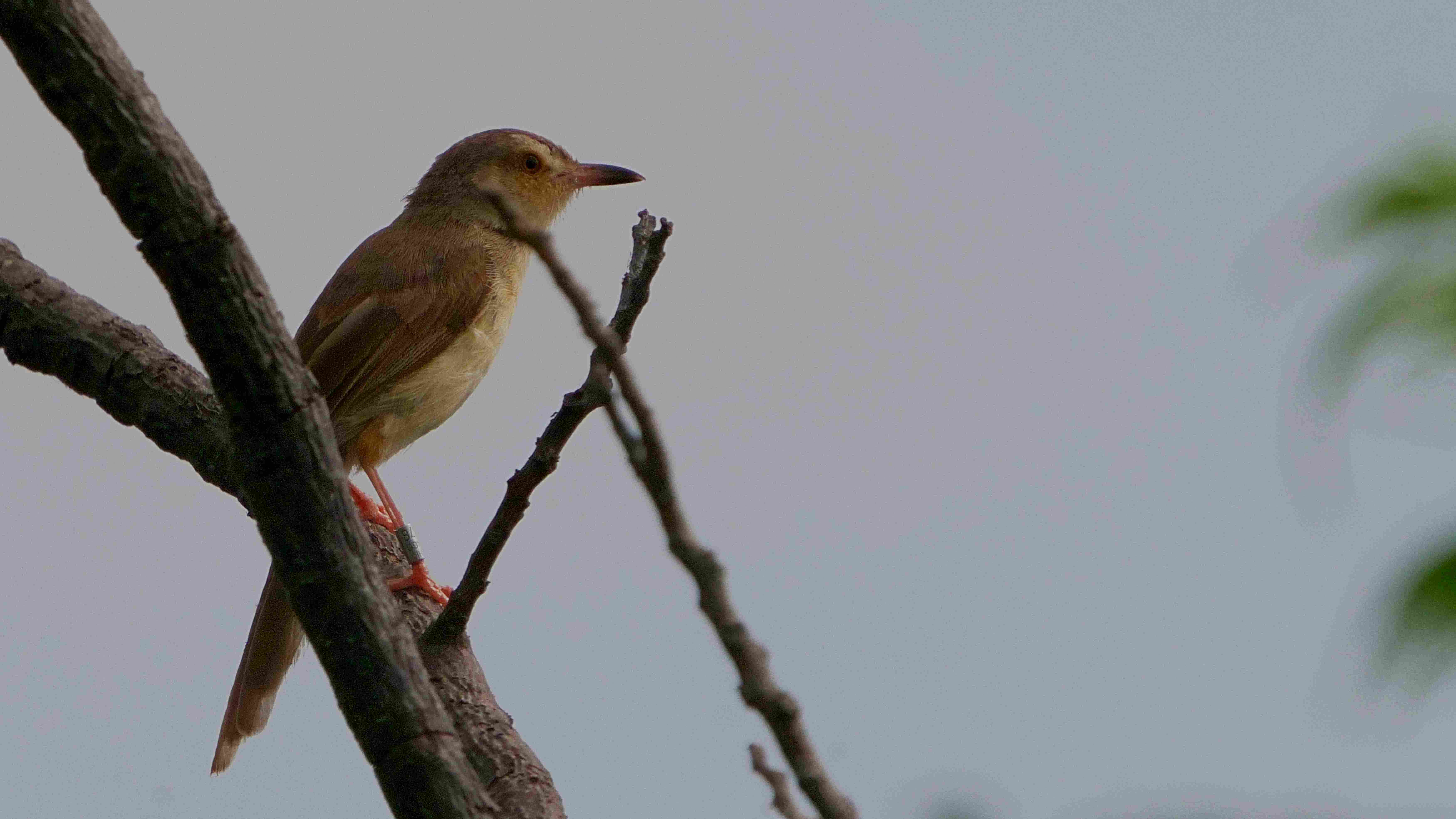 Plain Prinia A7405454.JPG