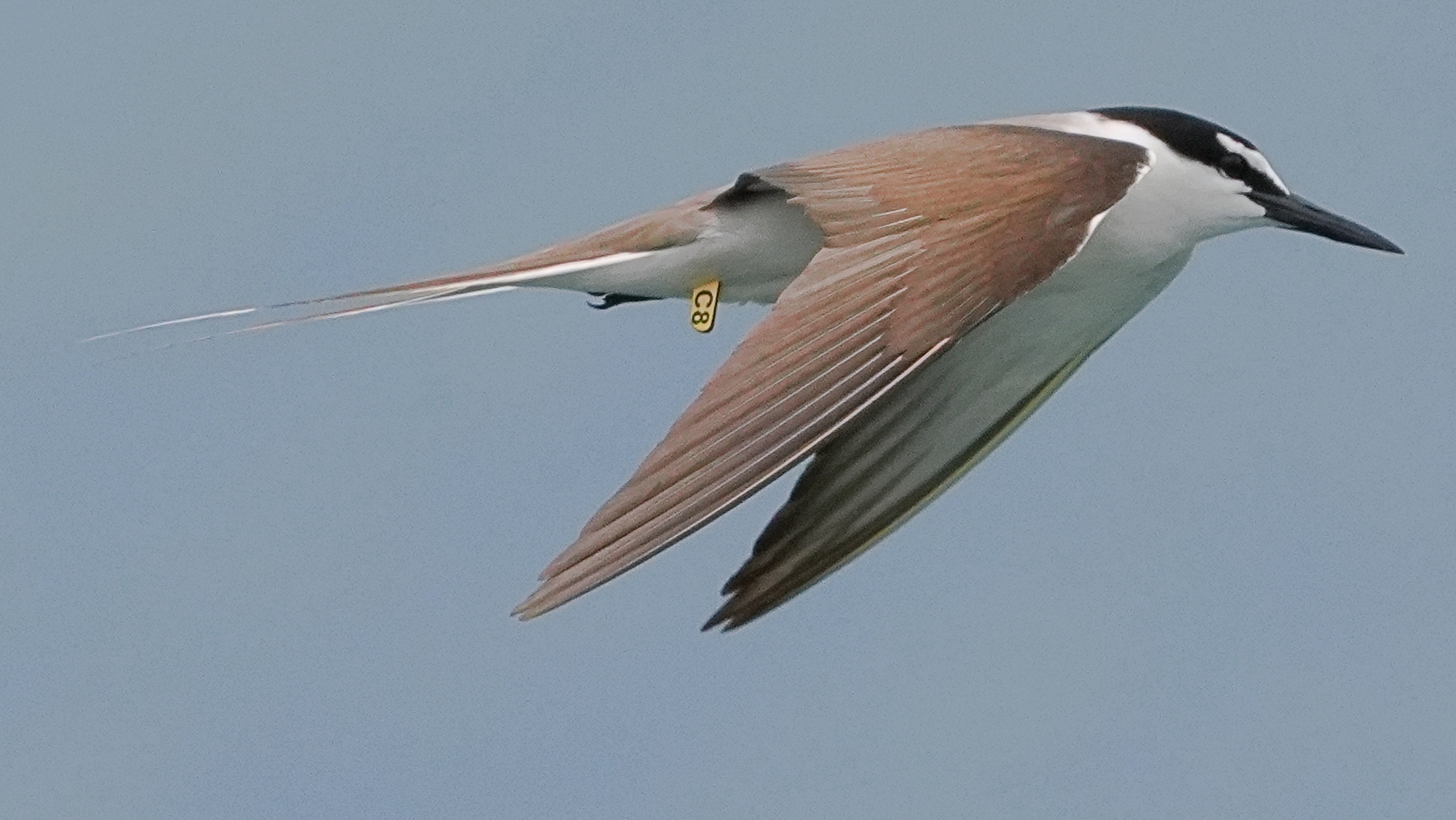 褐翅燕鷗 Bridled Tern (C8)A7406794A.JPG