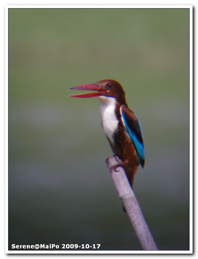 WhiteThroatedKingfisher.jpg