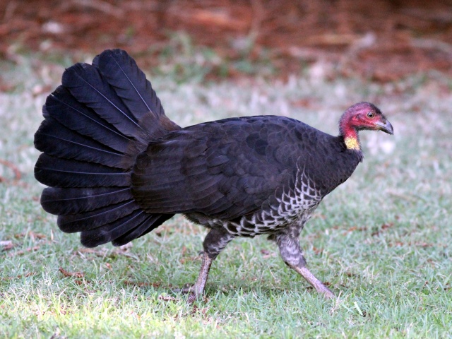 Australian Brushturkey.JPG