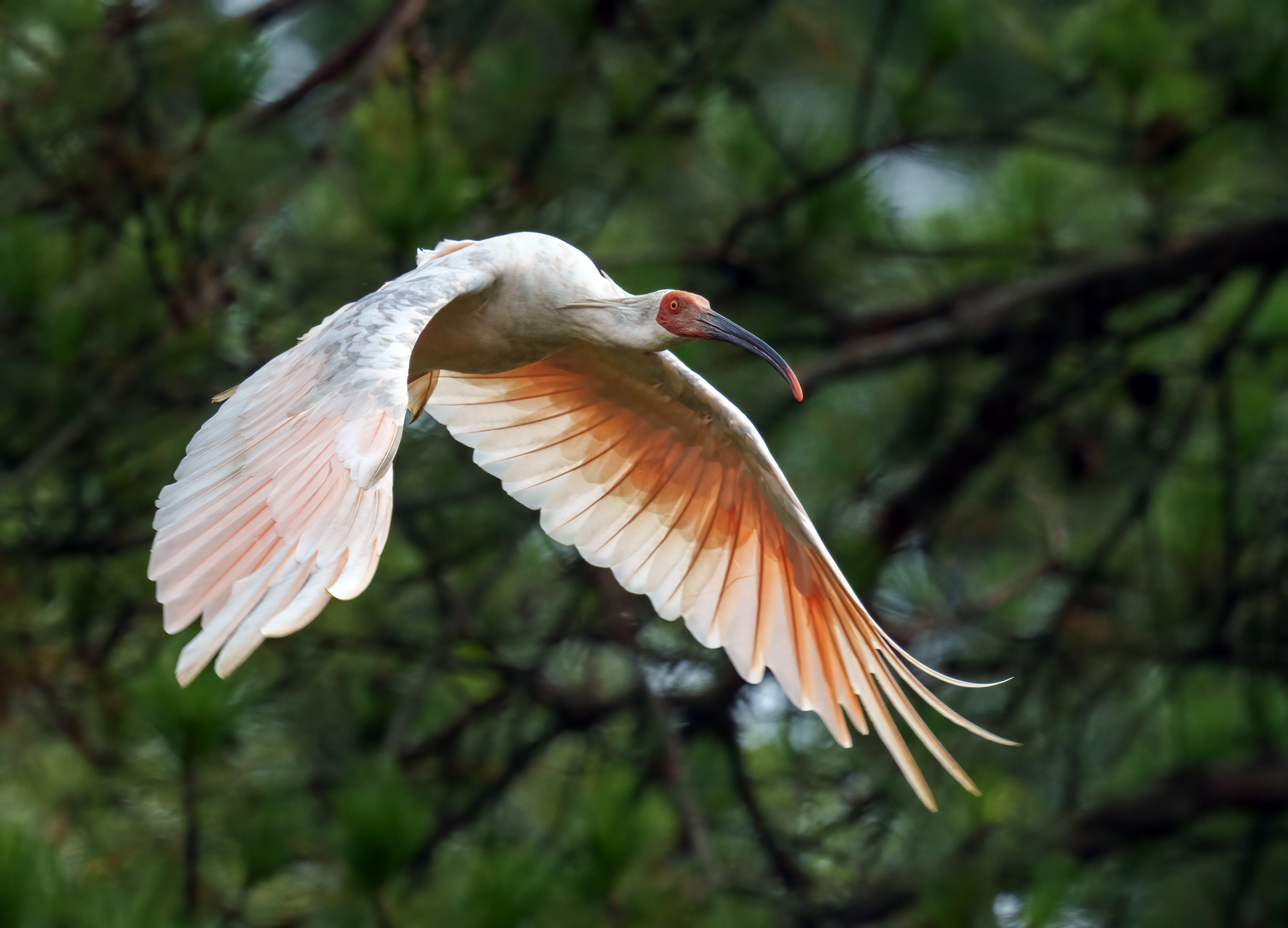 Crested Ibis 朱鹮 DSC06416.jpg