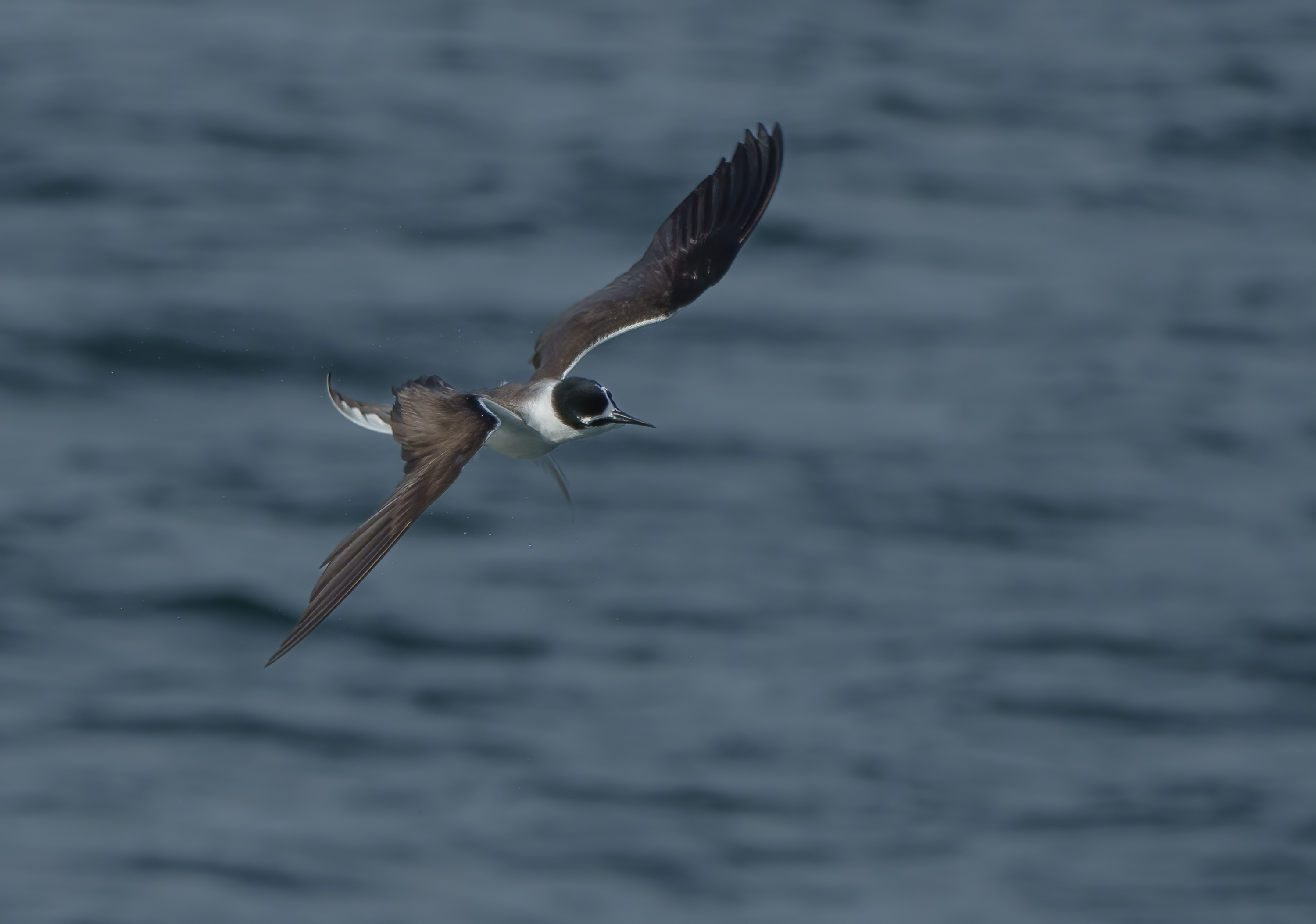 Bridled Tern DSC07766 D.jpg