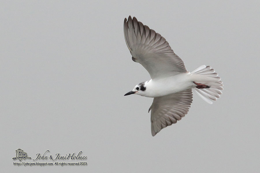 Terns_231020_4-01.jpg