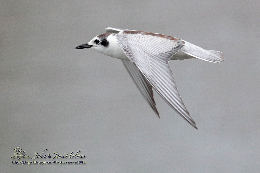 Terns_231020_5-01.jpg