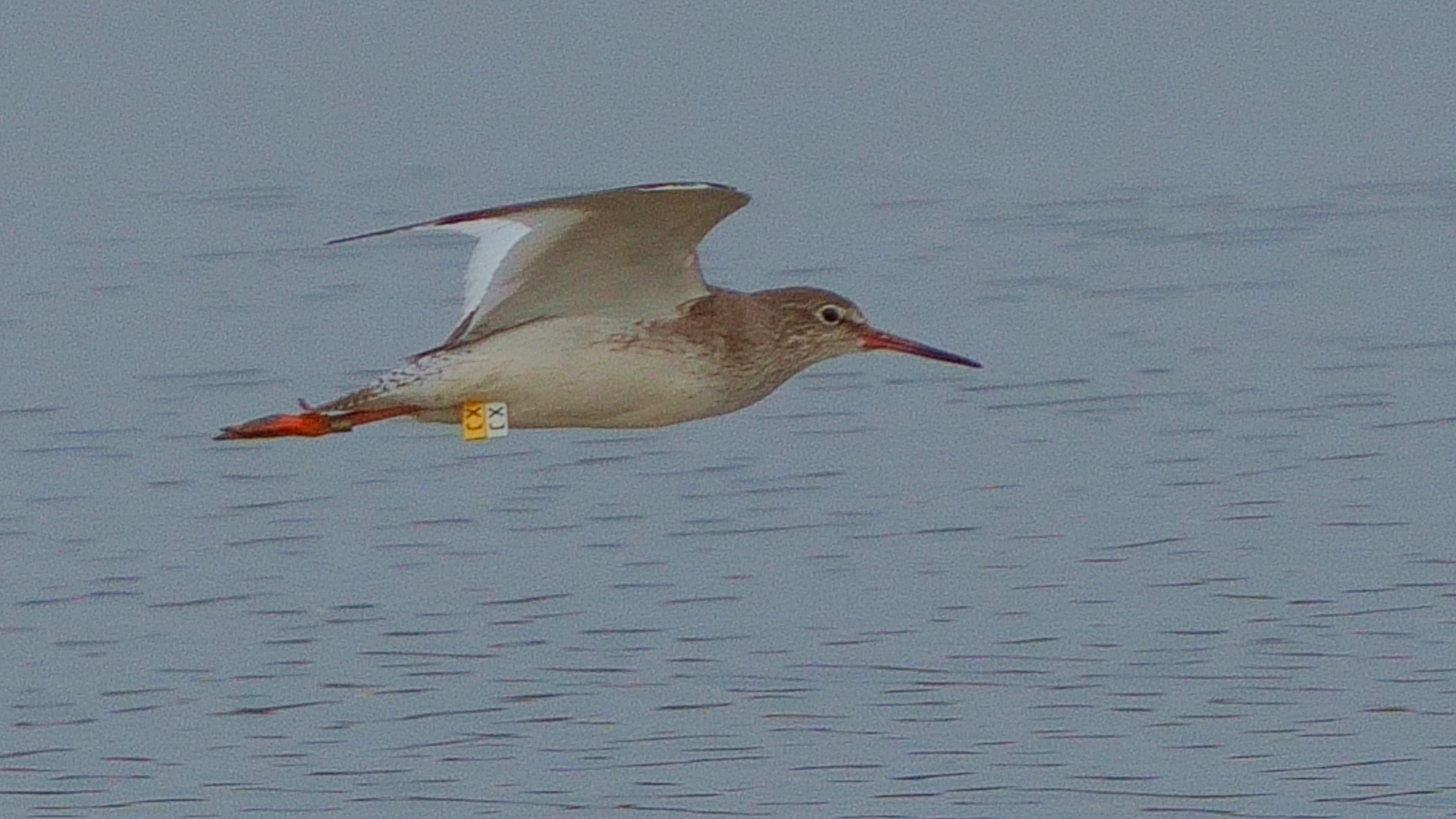 紅腳鷸 Common Redshank (XJ) A7408873A.JPG