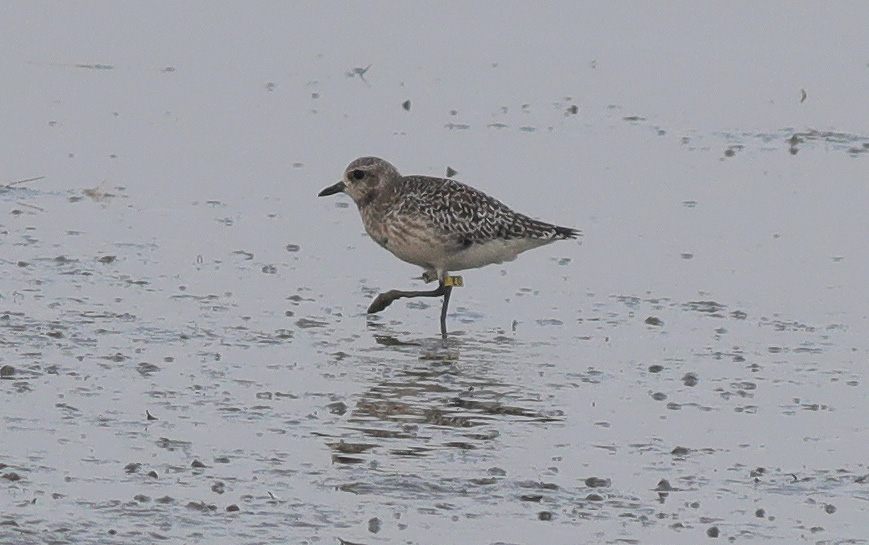 Grey Plover (E0) 3.JPG