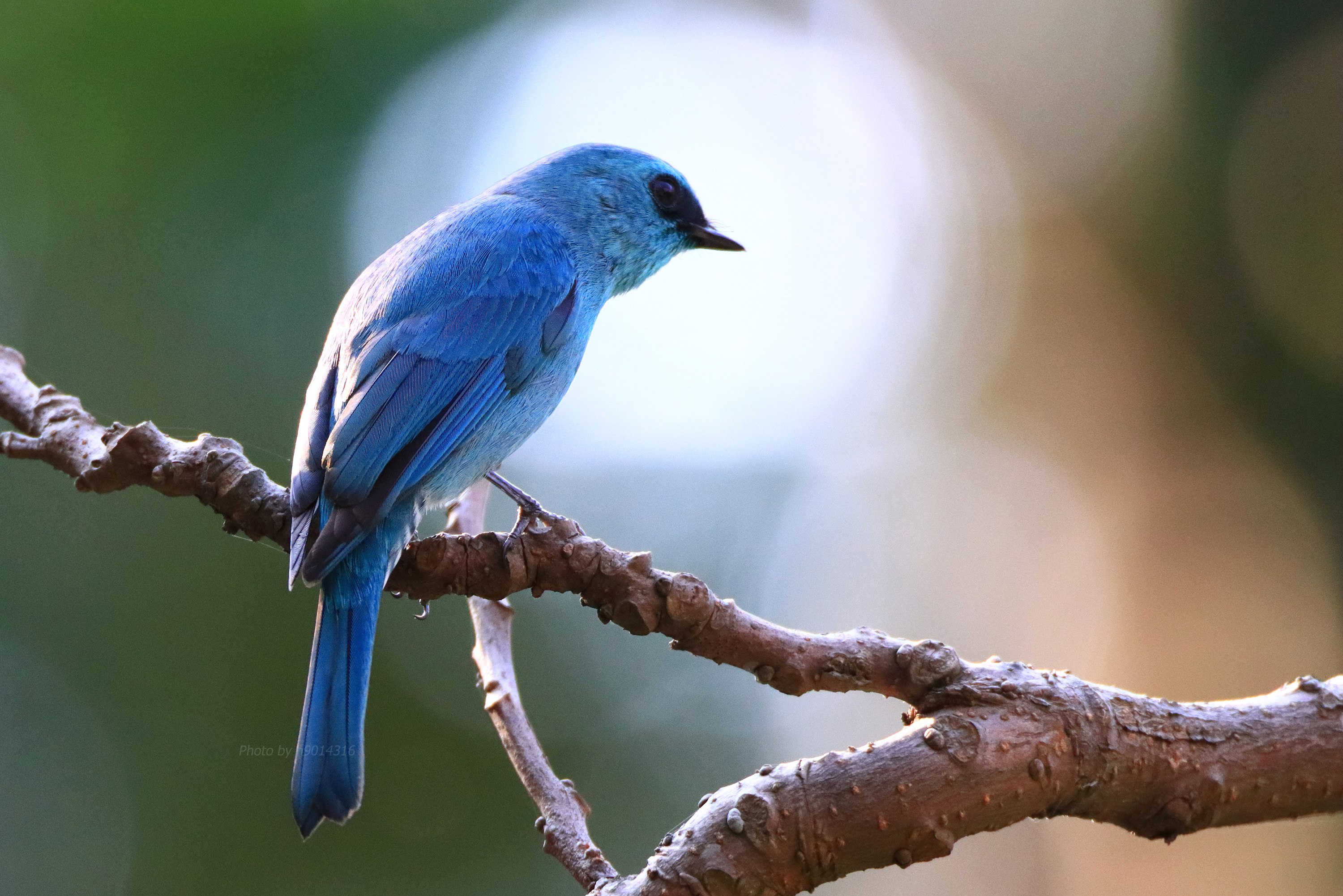 IMG_0575_verditer_flycatcher_male_signed_hkbws.jpg