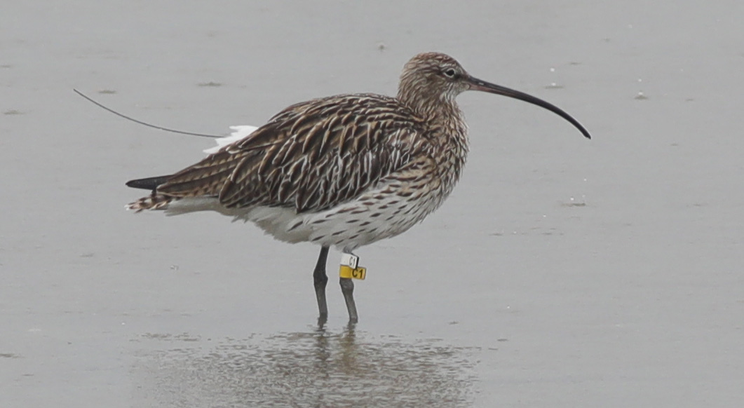 Eurasian Curlew (C1) 4.JPG