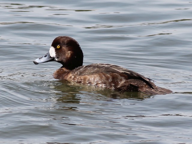 Baer's Pochard (f).JPG