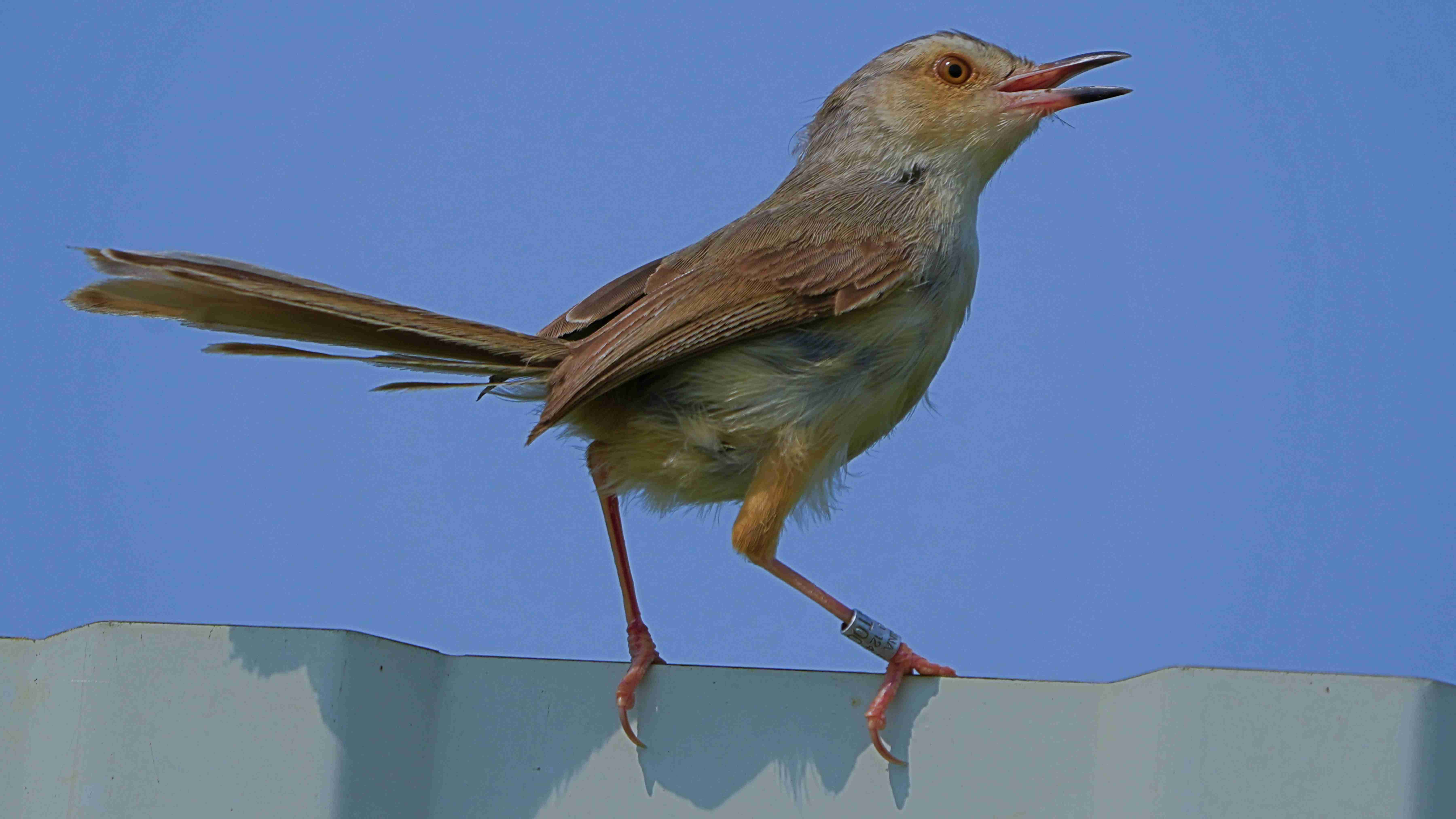 鶯  純色山鷦鶯 Plain Prinia A7407421(ringed).JPG