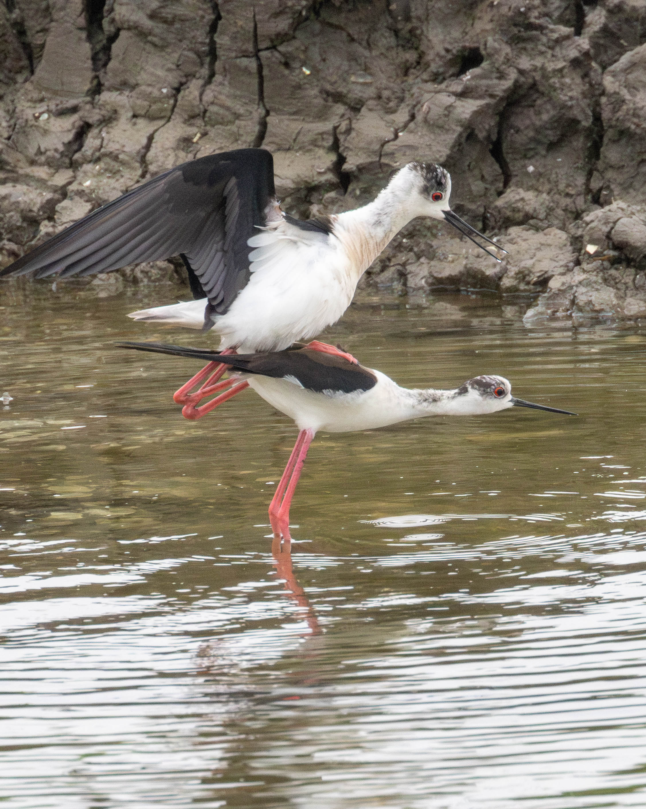 Black-winged Stilts.jpg