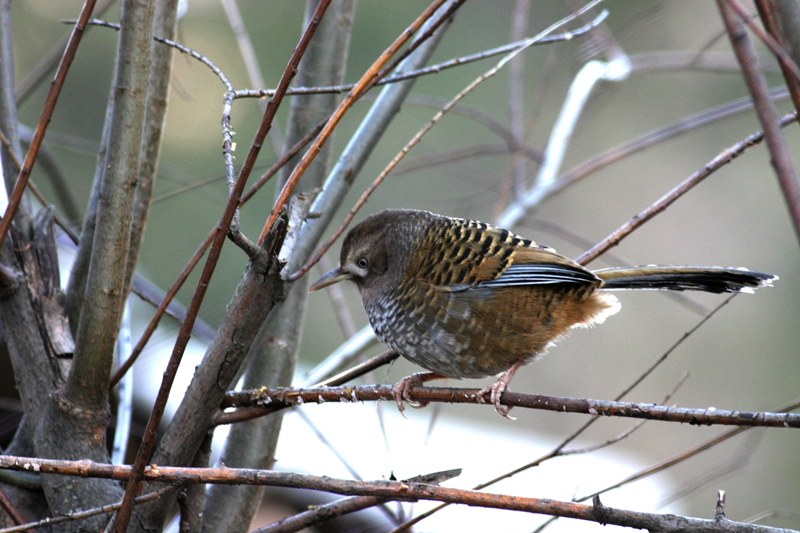 Barredlaughingthrush1.jpg