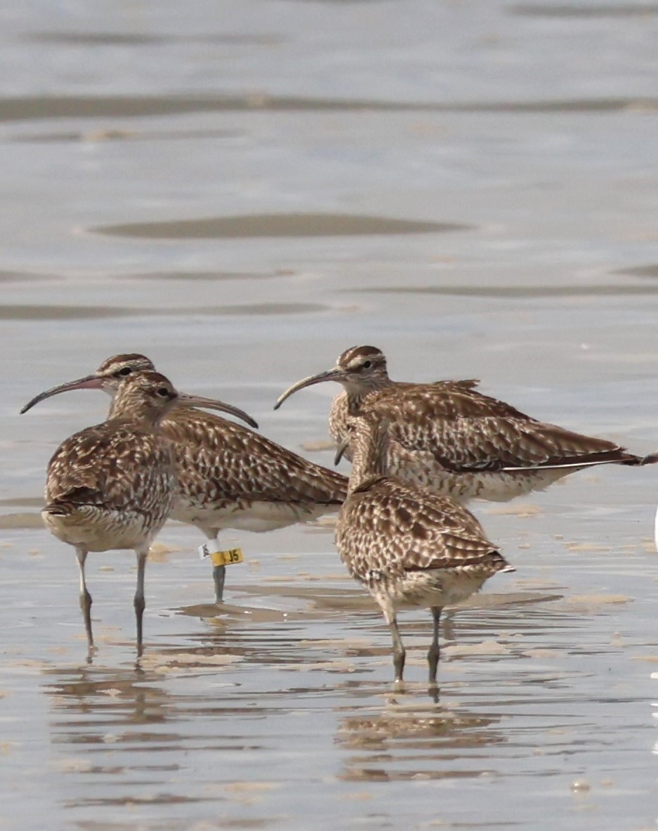 Whimbrel-J5.JPG