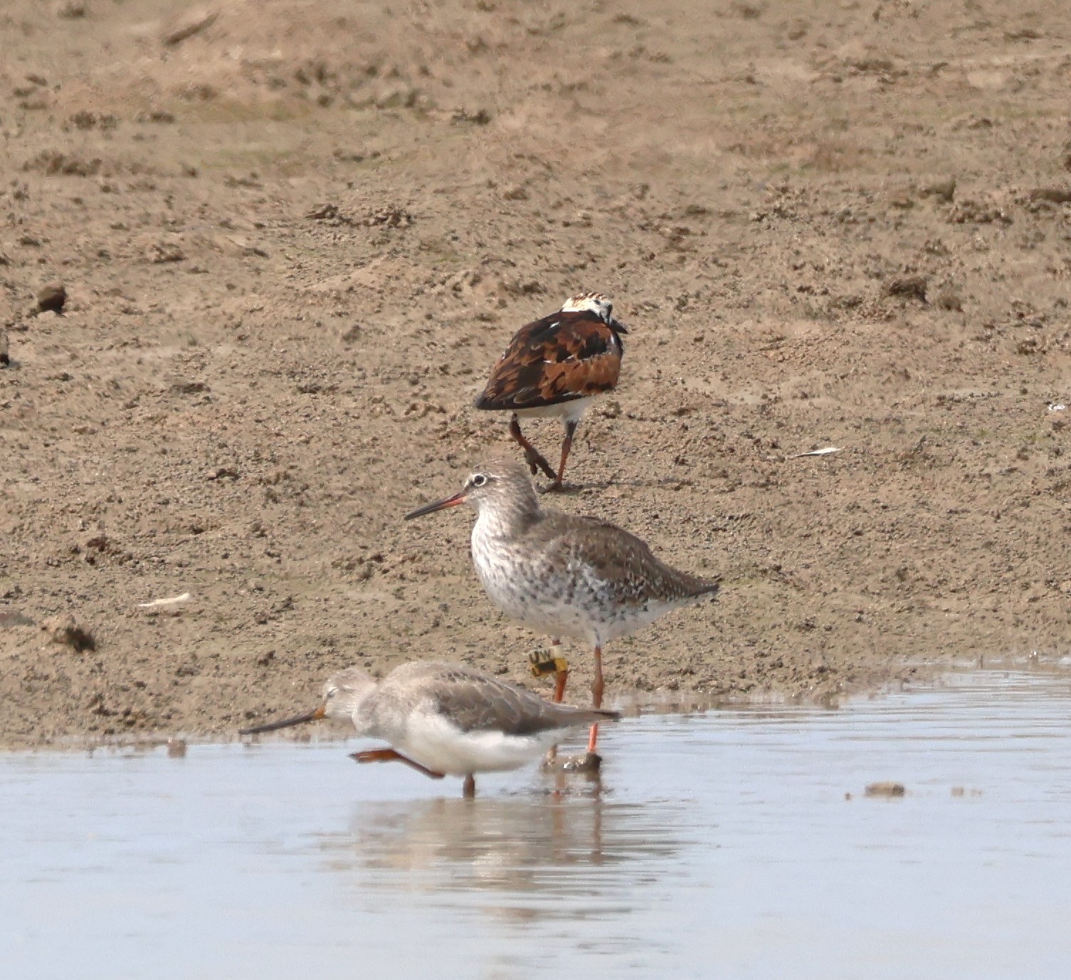 Common Redshank-UV.JPG