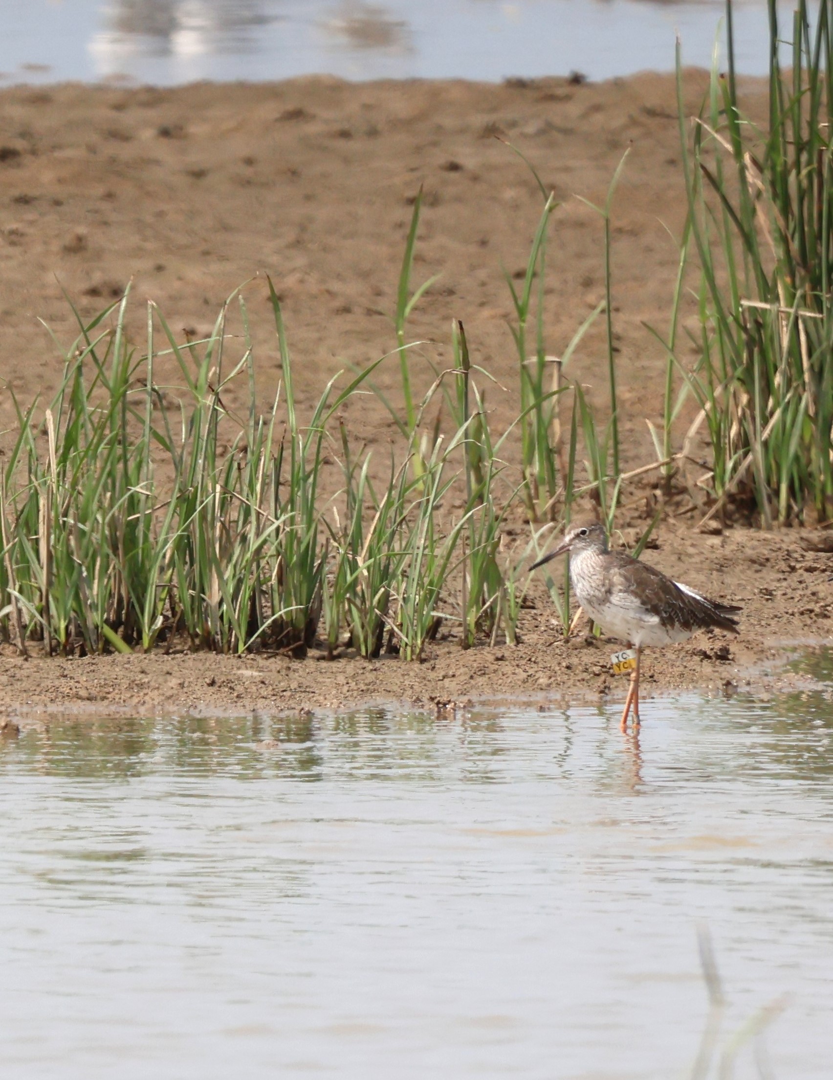 Common Redshank-YC.JPG