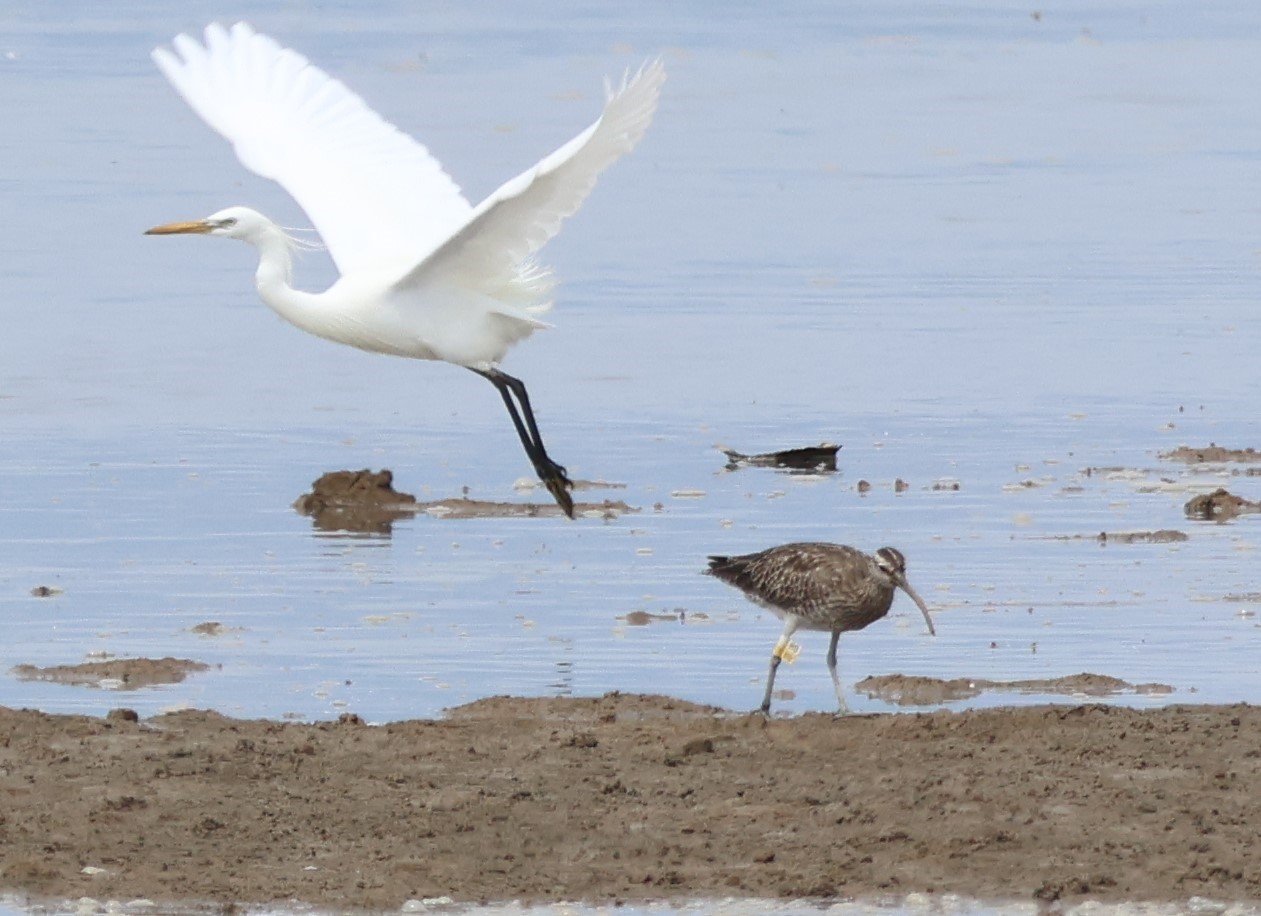 Whimbrel-HO.JPG