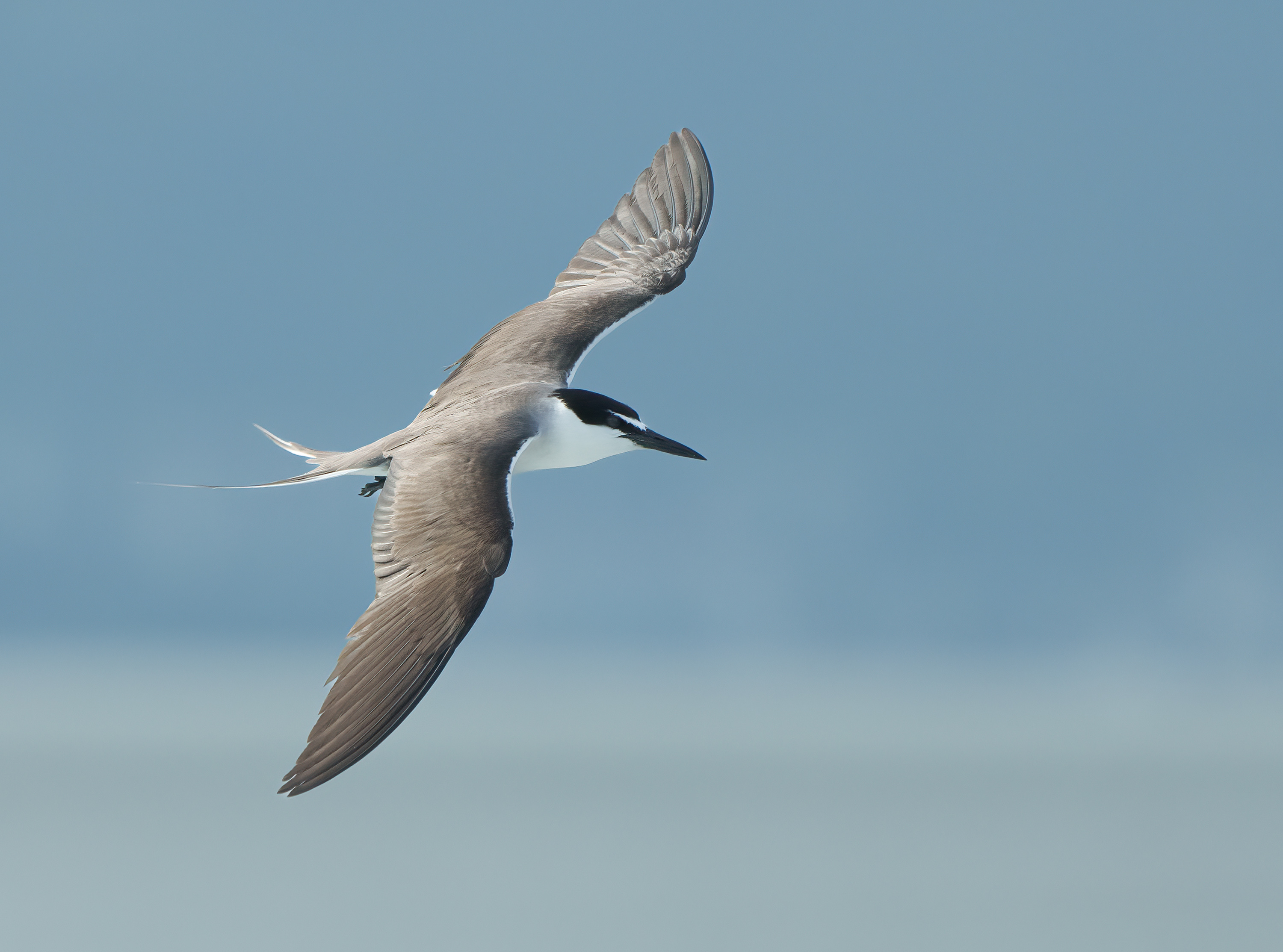 Bridled Tern DSC00953.jpg