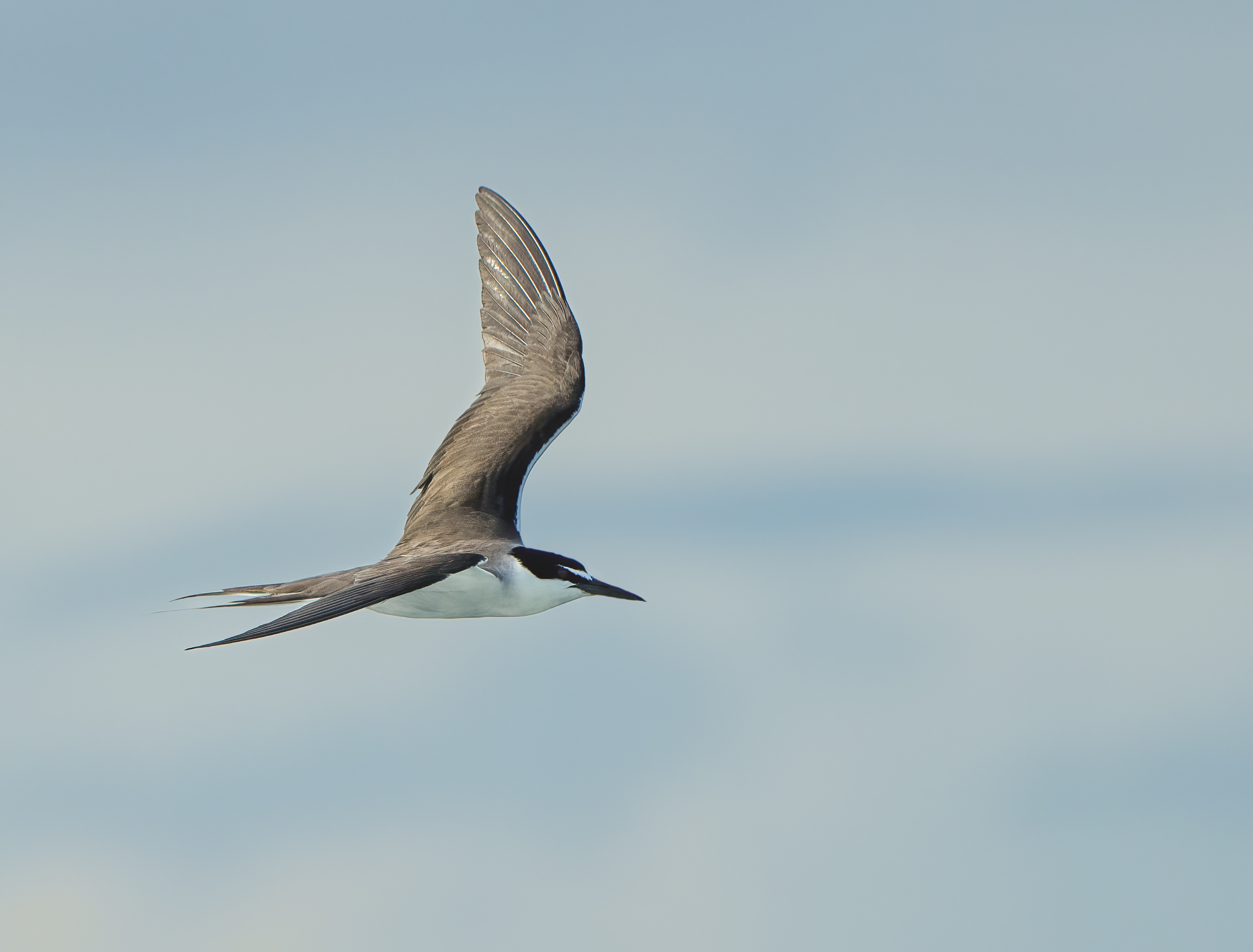 Bridled Tern DSC00921.jpg