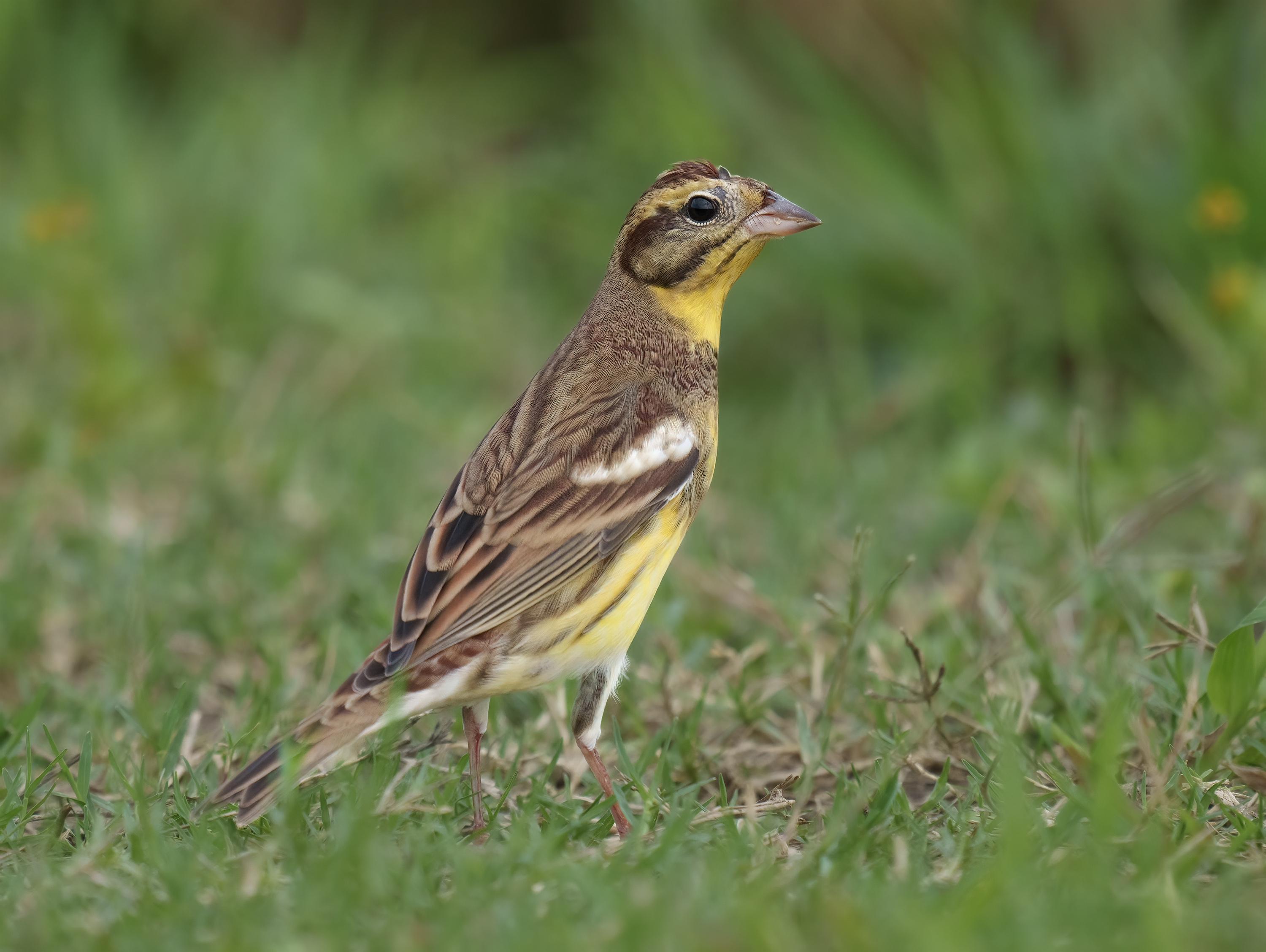 Yellow-breasted Bunting DSC05036.jpg