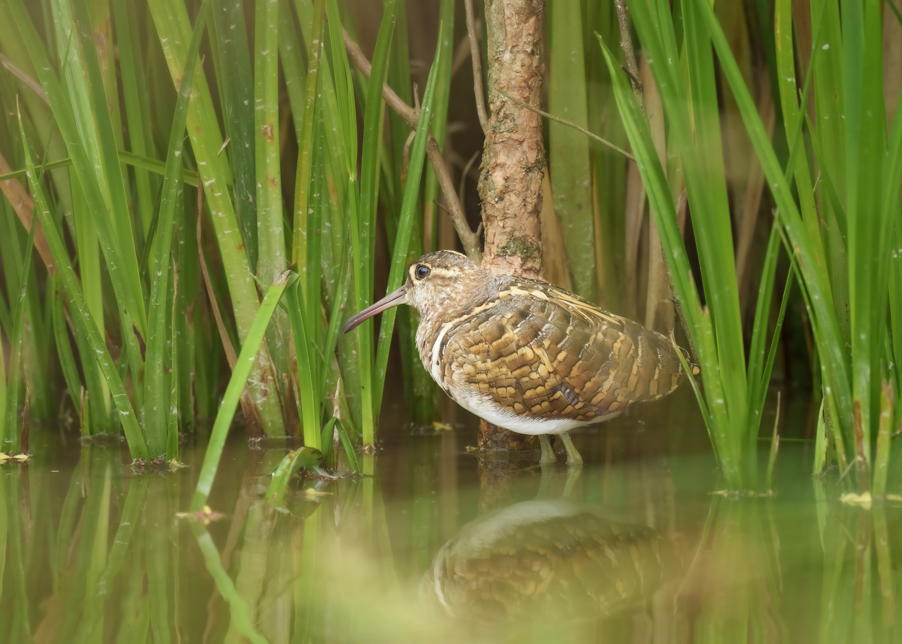 Greater Painted Snipe DSC05223.jpg