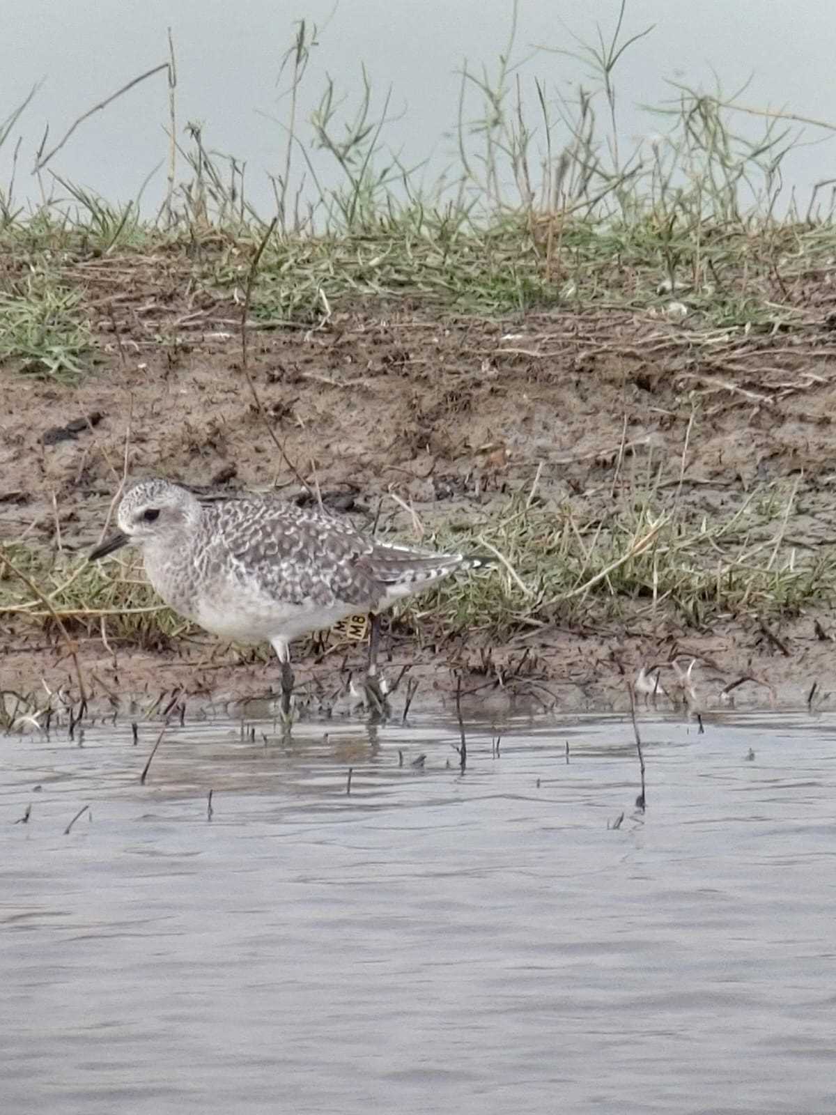 M8 Grey Plover.jpg