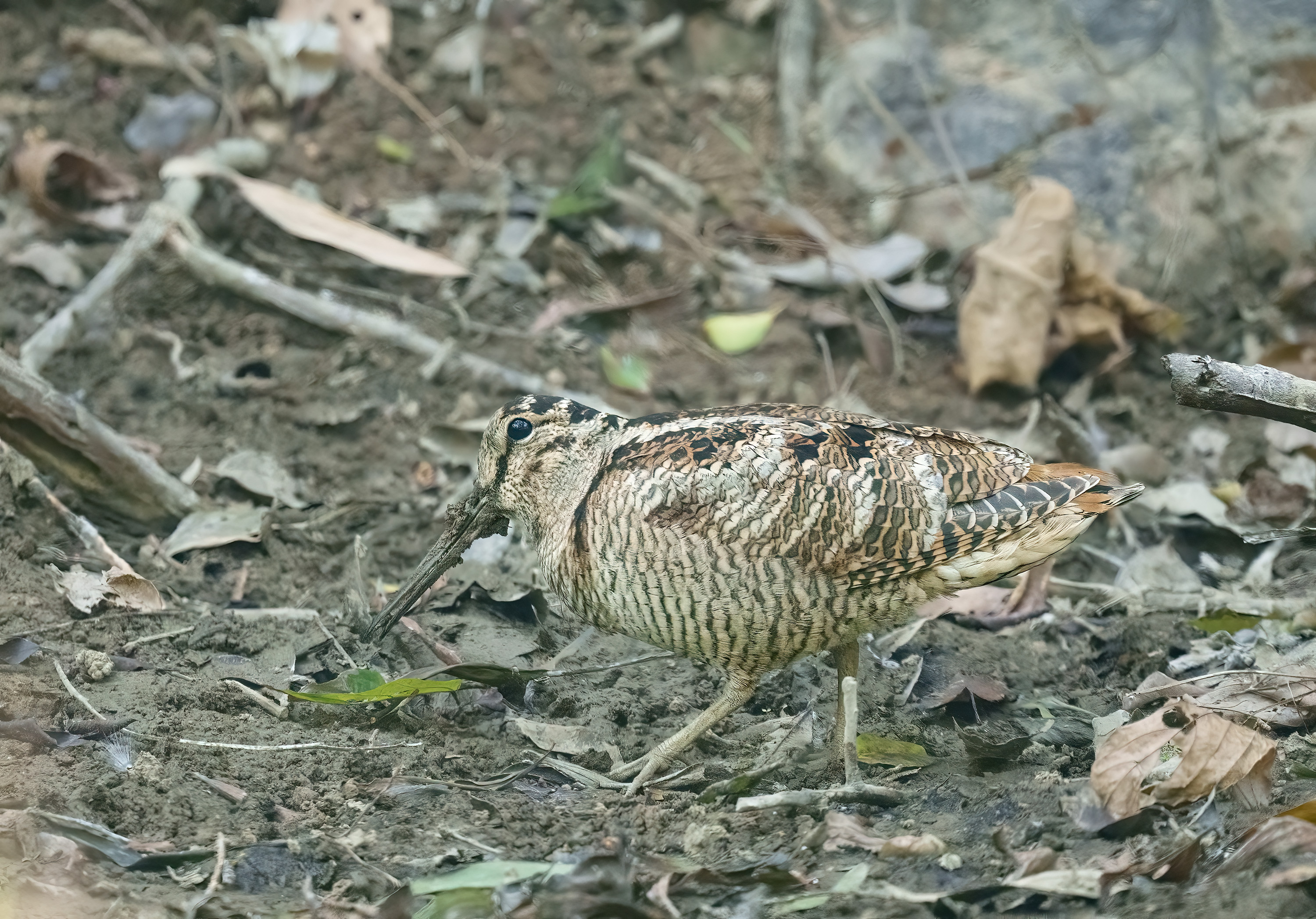 Eurasian Woodcock DSC08930.jpg