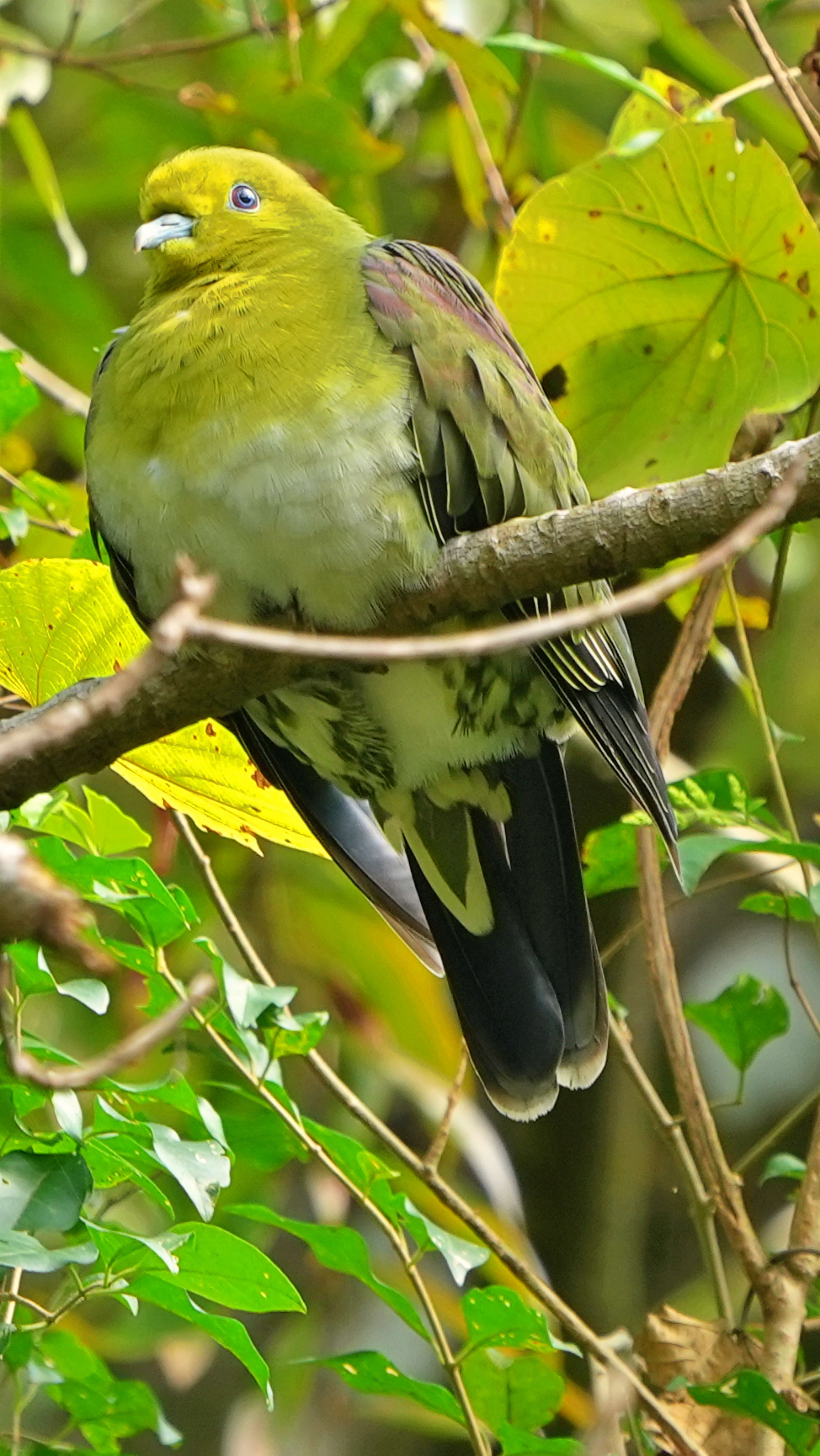 鳩  紅翅綠鳩  White-bellied Green Pigeon A7403977.JPG