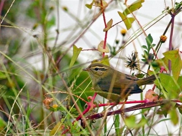 Radde'sWarbler_MuiTzeLam_23Nov09_SYH (Small).jpg