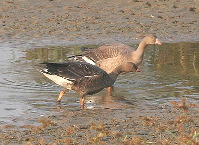 LWFGoose copy1.jpg