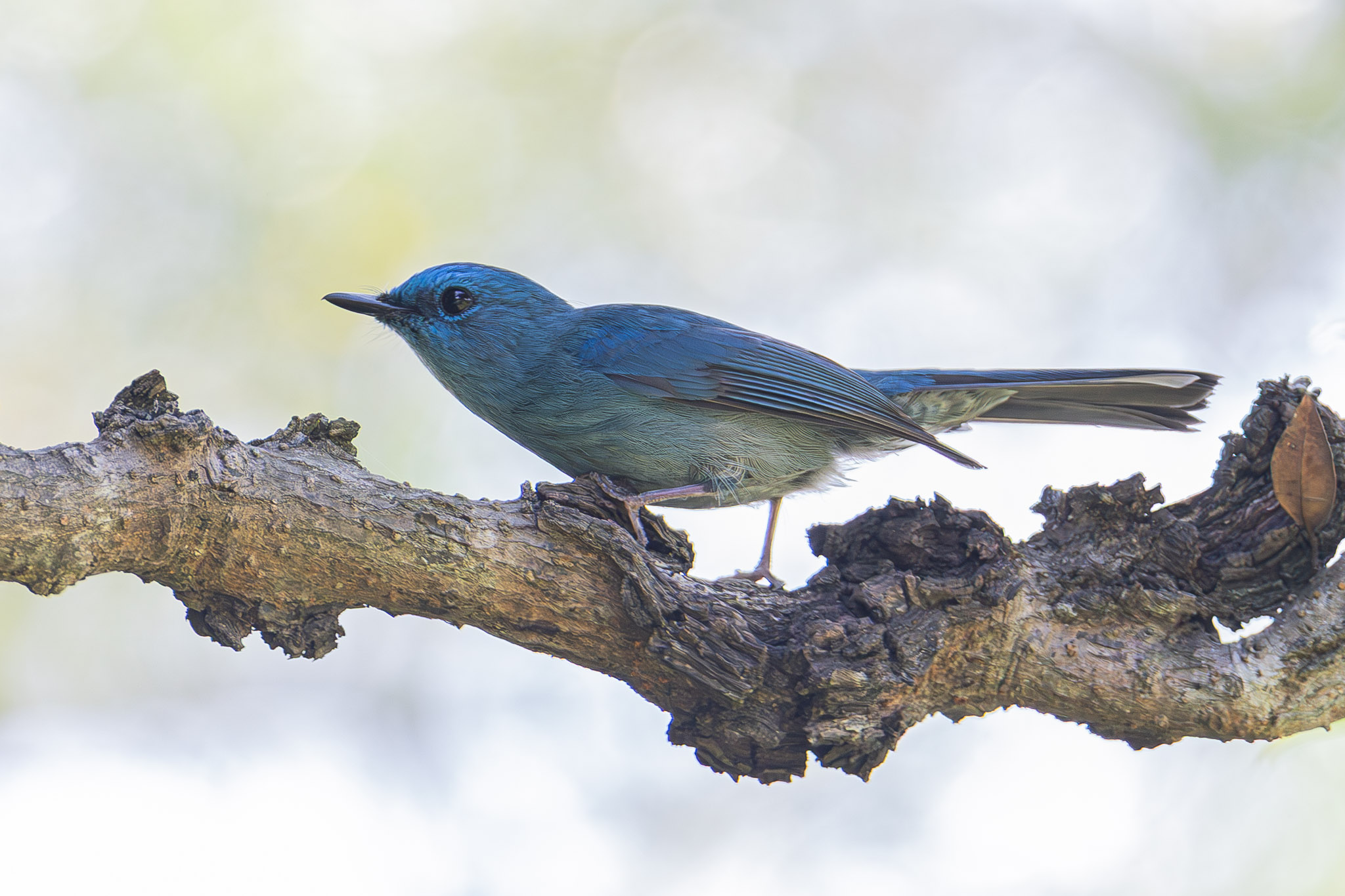 Pale blue flycatcher.jpg