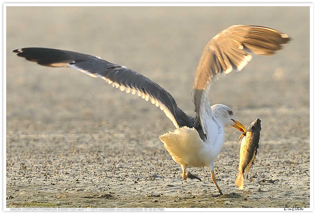 20091125-NSW-Yellow-legged-Gull.jpg