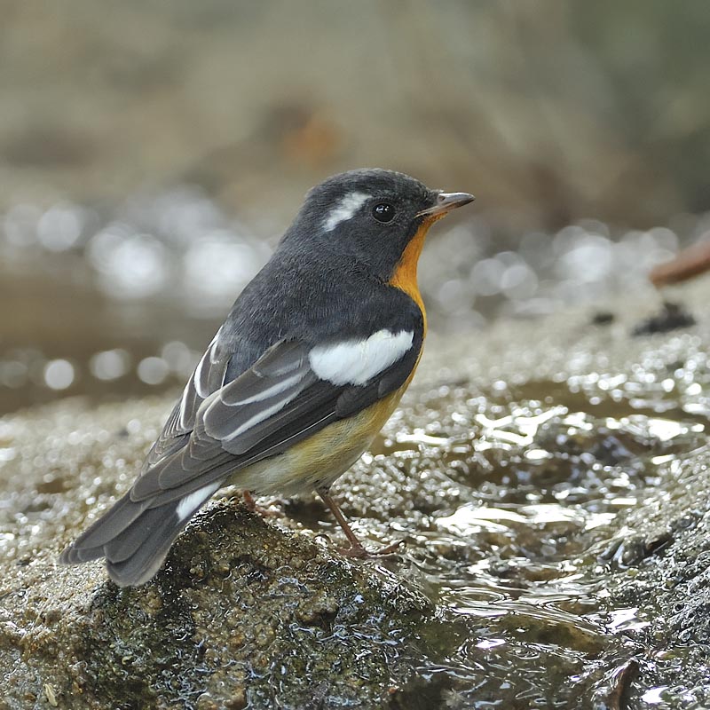 mugimaki flycatcher male c_DSC9724_1.jpg