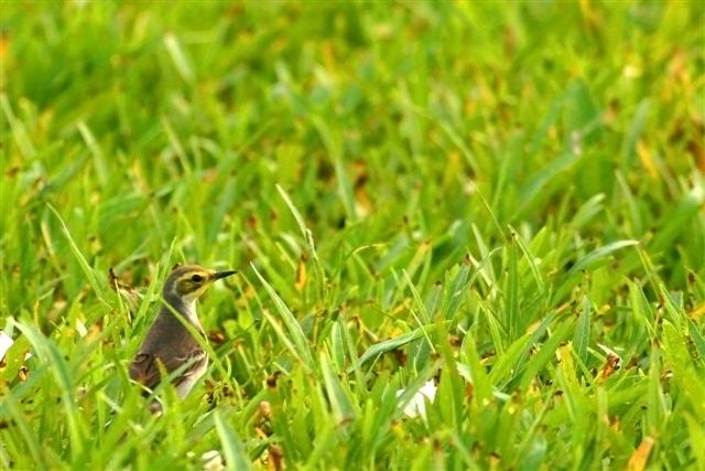 CitrineWagtail_LongValley_27Nov09_YHS (Small).jpg