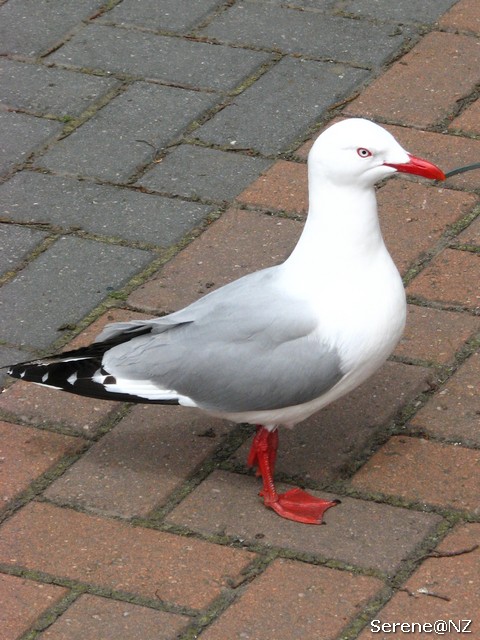 Red-Billed Gull.jpg