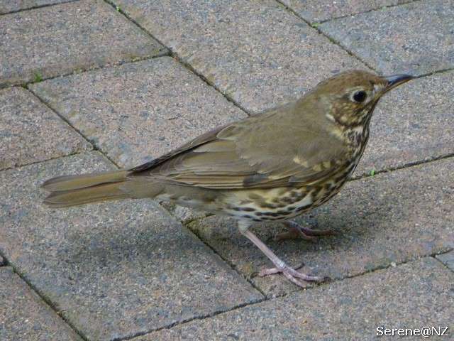 Song Thrush 2.jpg