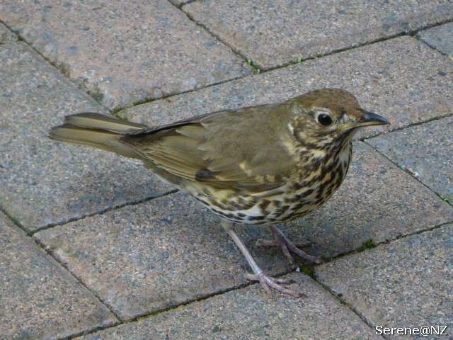 Song Thrush 3.jpg