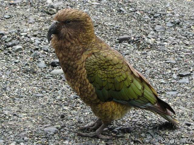 Kea.jpg