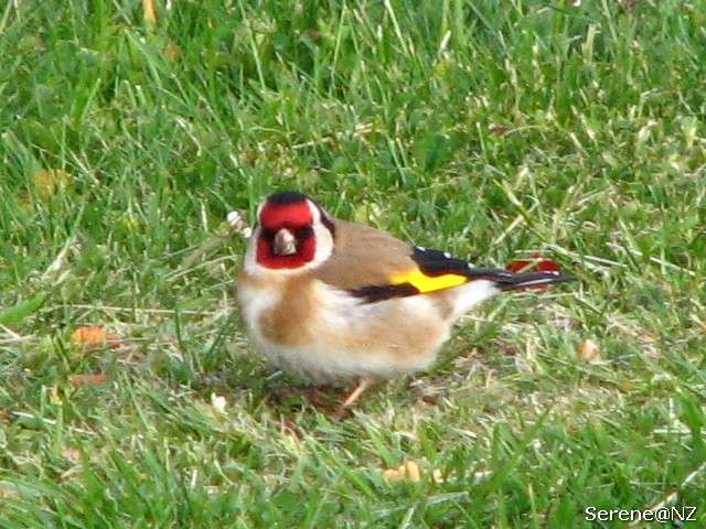 Goldfinch 1.jpg