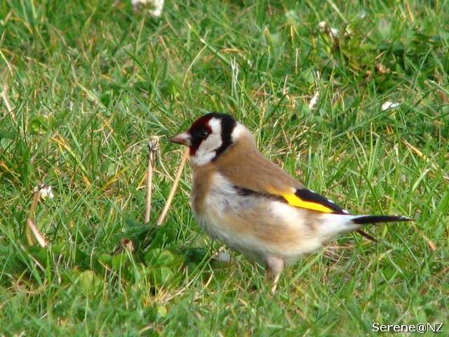 Goldfinch 2.jpg