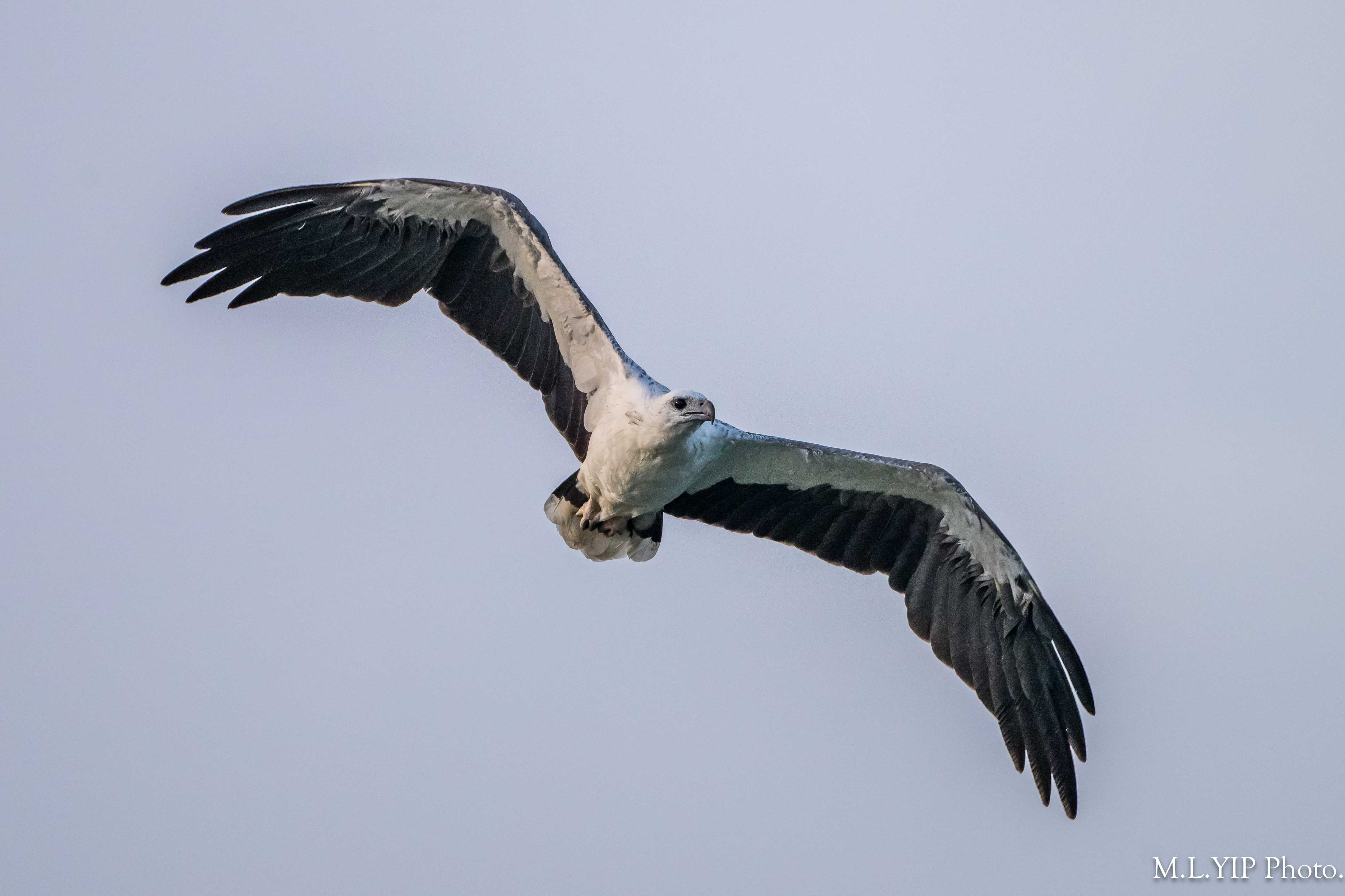 Z8S_2029.jpg