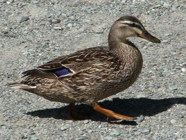 Mallard 2.jpg