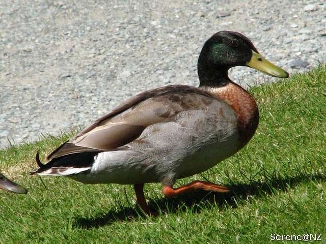 Mallard 3.jpg