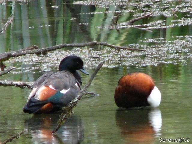 Paradise Shelduck.jpg