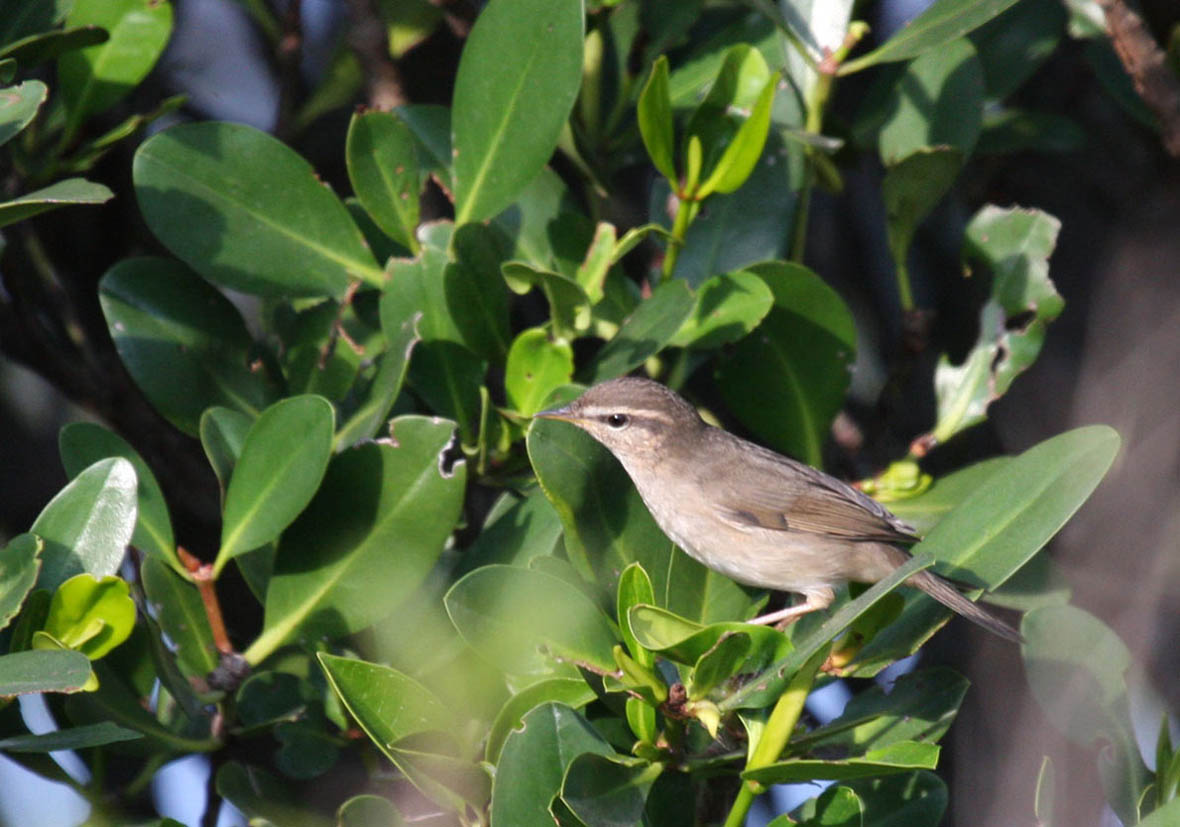 radde's warbler3.jpg