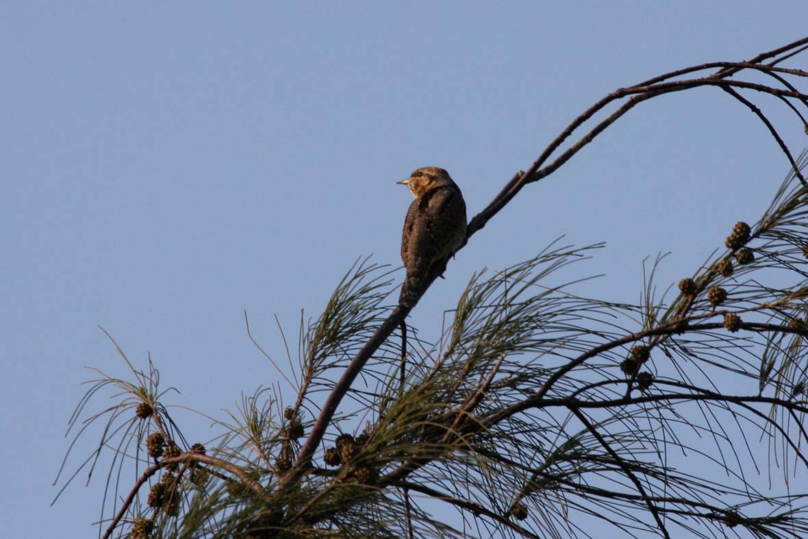 eurasian wryneck 3.jpg