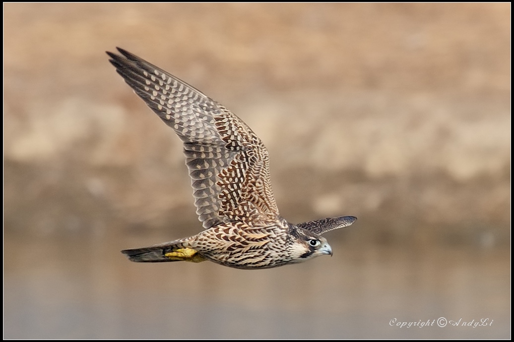 Peregrine Falcon-游隼.jpg