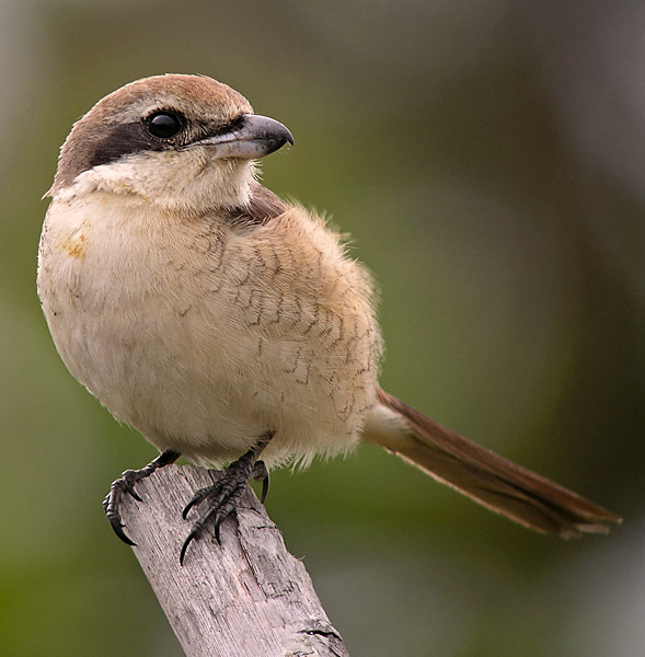 brown shrike.juv.adj 1 DSCN9899.jpg